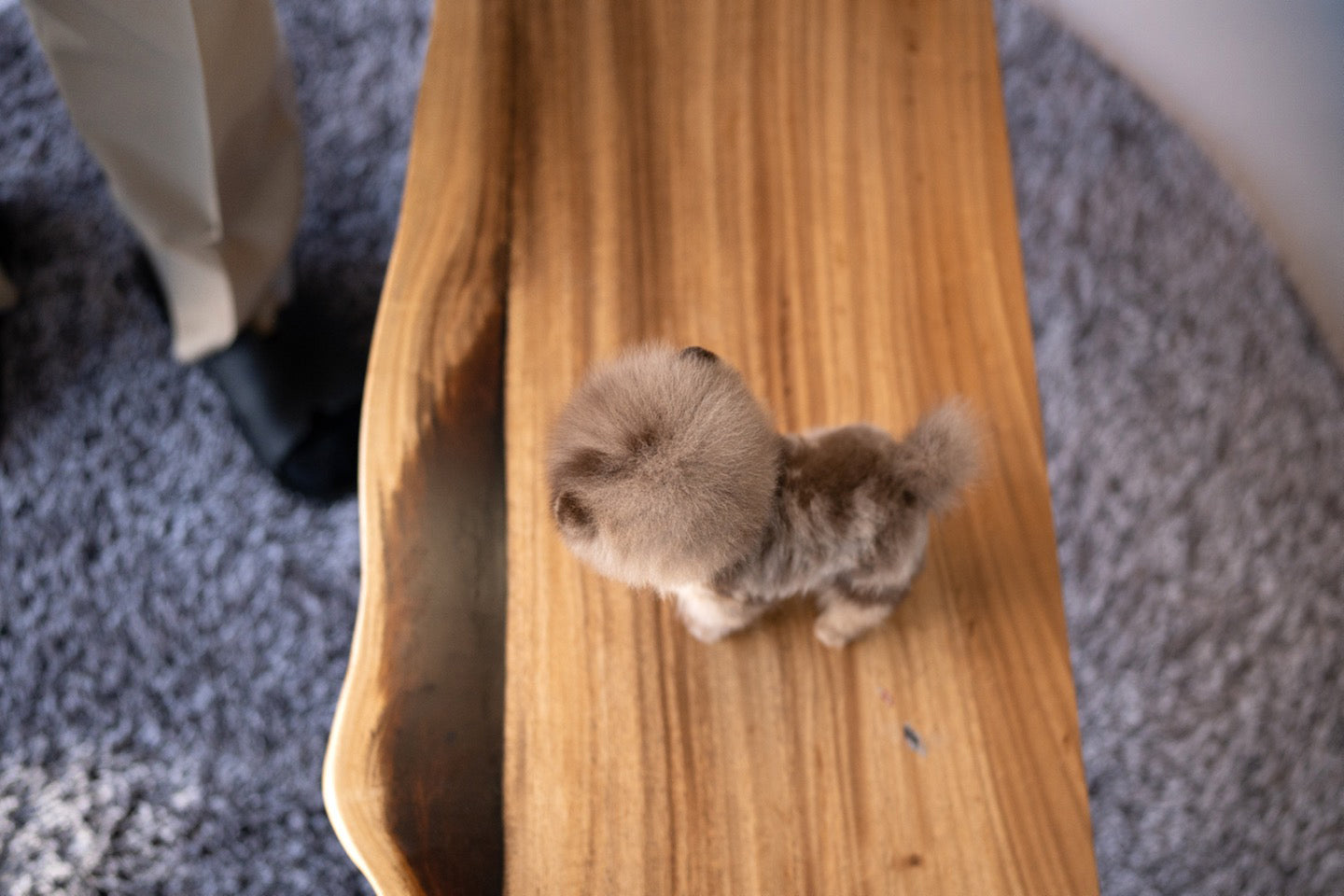 POMERANIAN_COOKIE