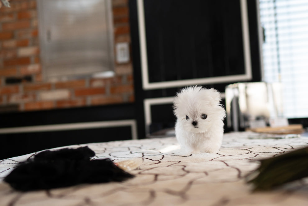 MALTESE_PONY