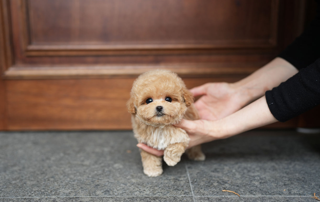 POODLE_HODOO