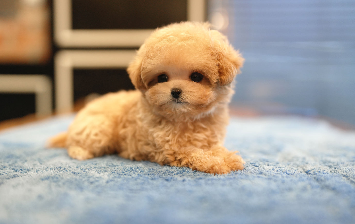 MALTIPOO_CHOCO