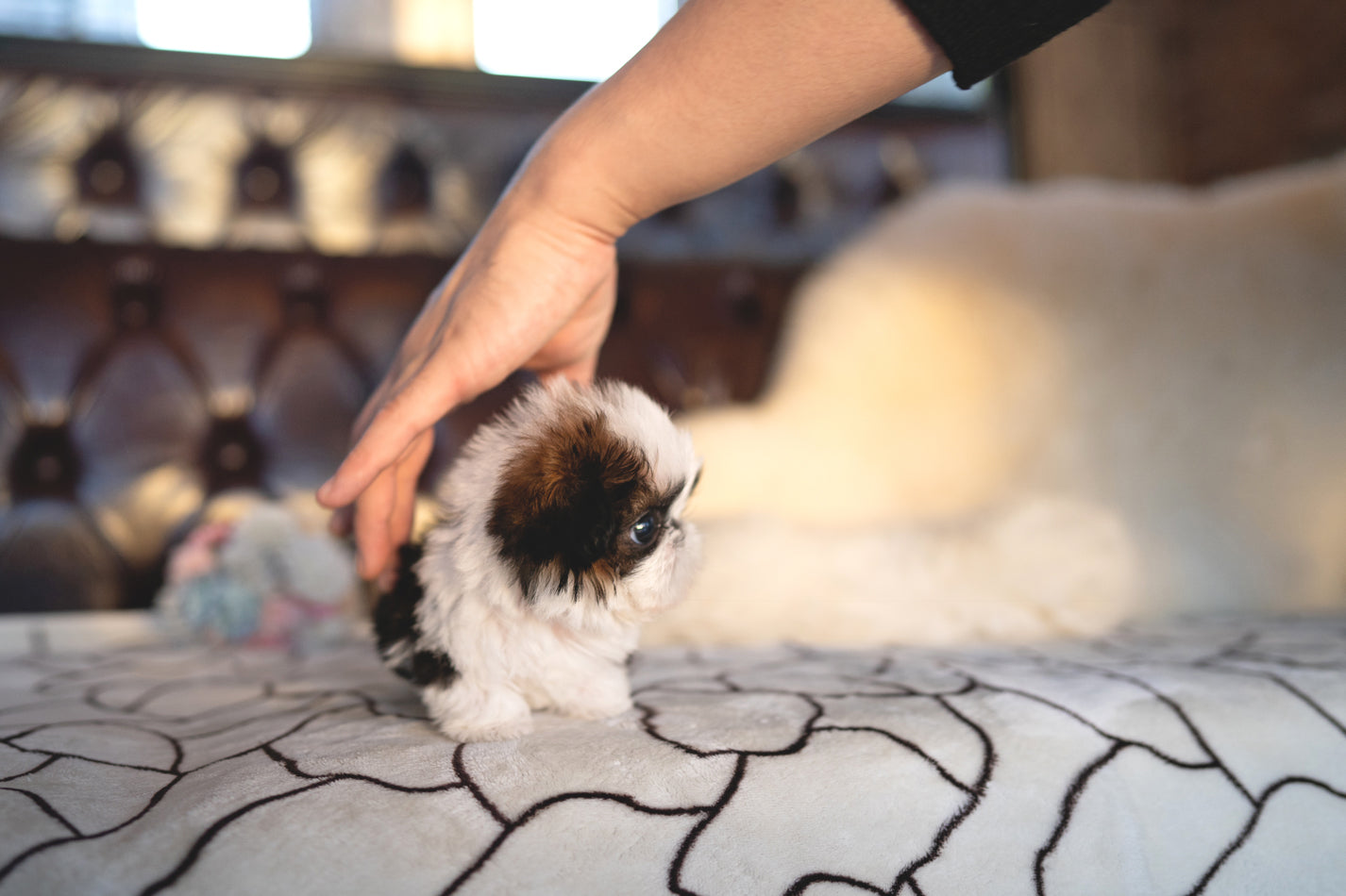 SHIH TZU_BELLA