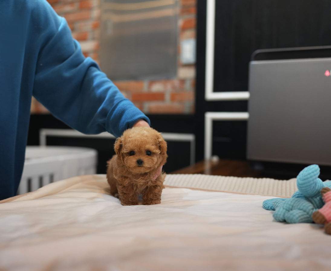 POODLE_BRUNO