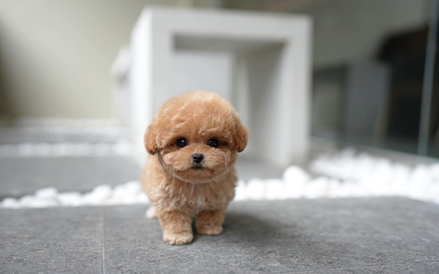 POODLE_HODOO