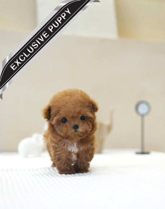 POODLE_MIYOO