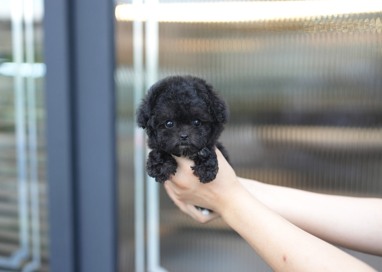 POODLE_CUCCI