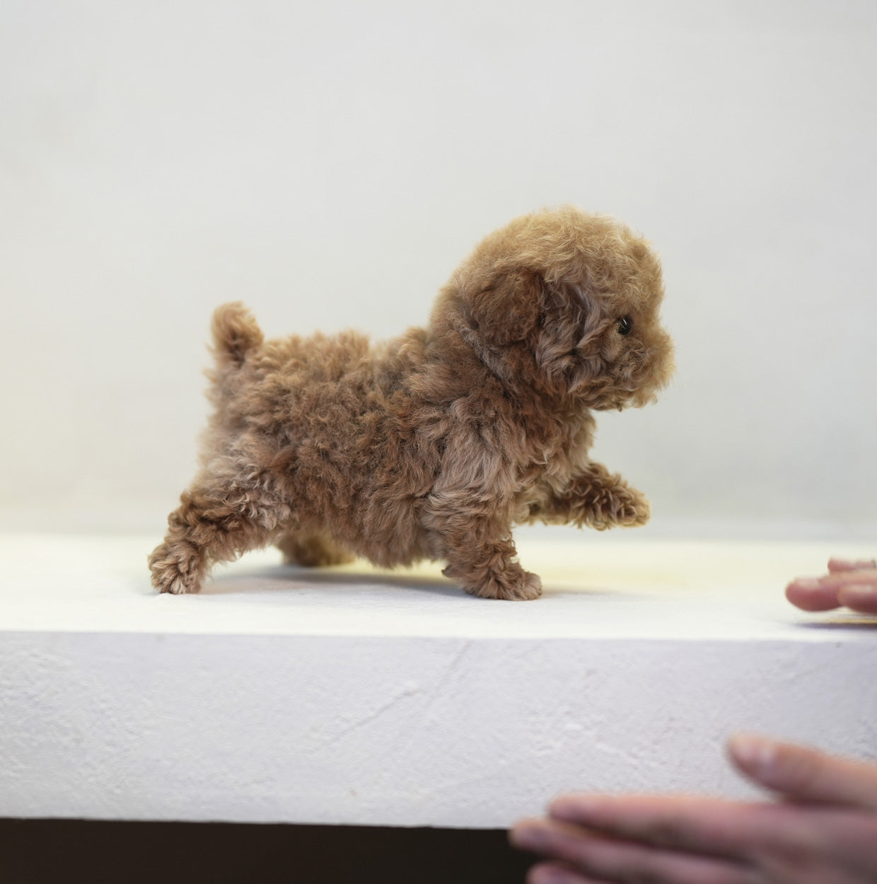 POODLE_NARI