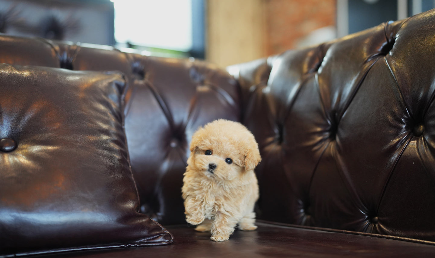 POODLE_CREAM