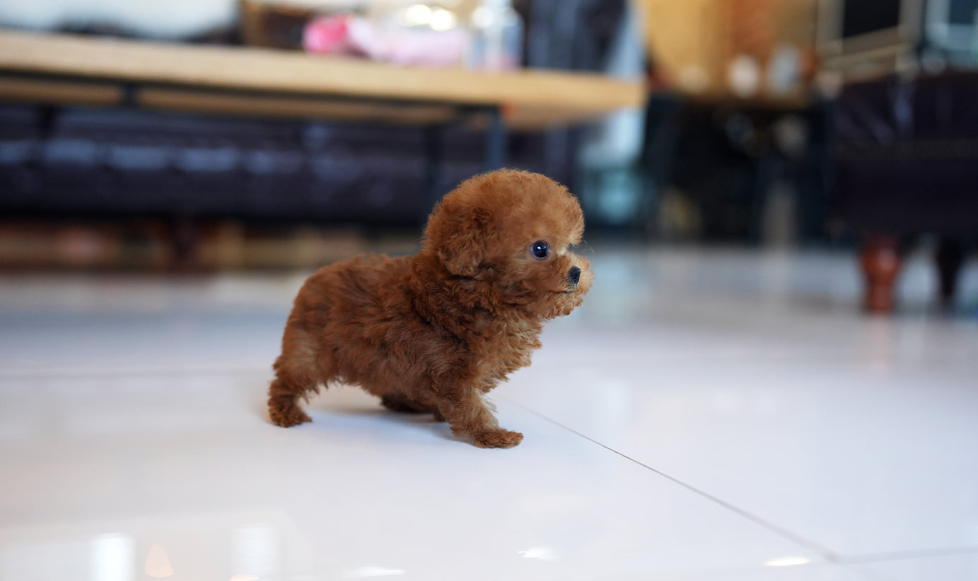 POODLE_CHALLANGE