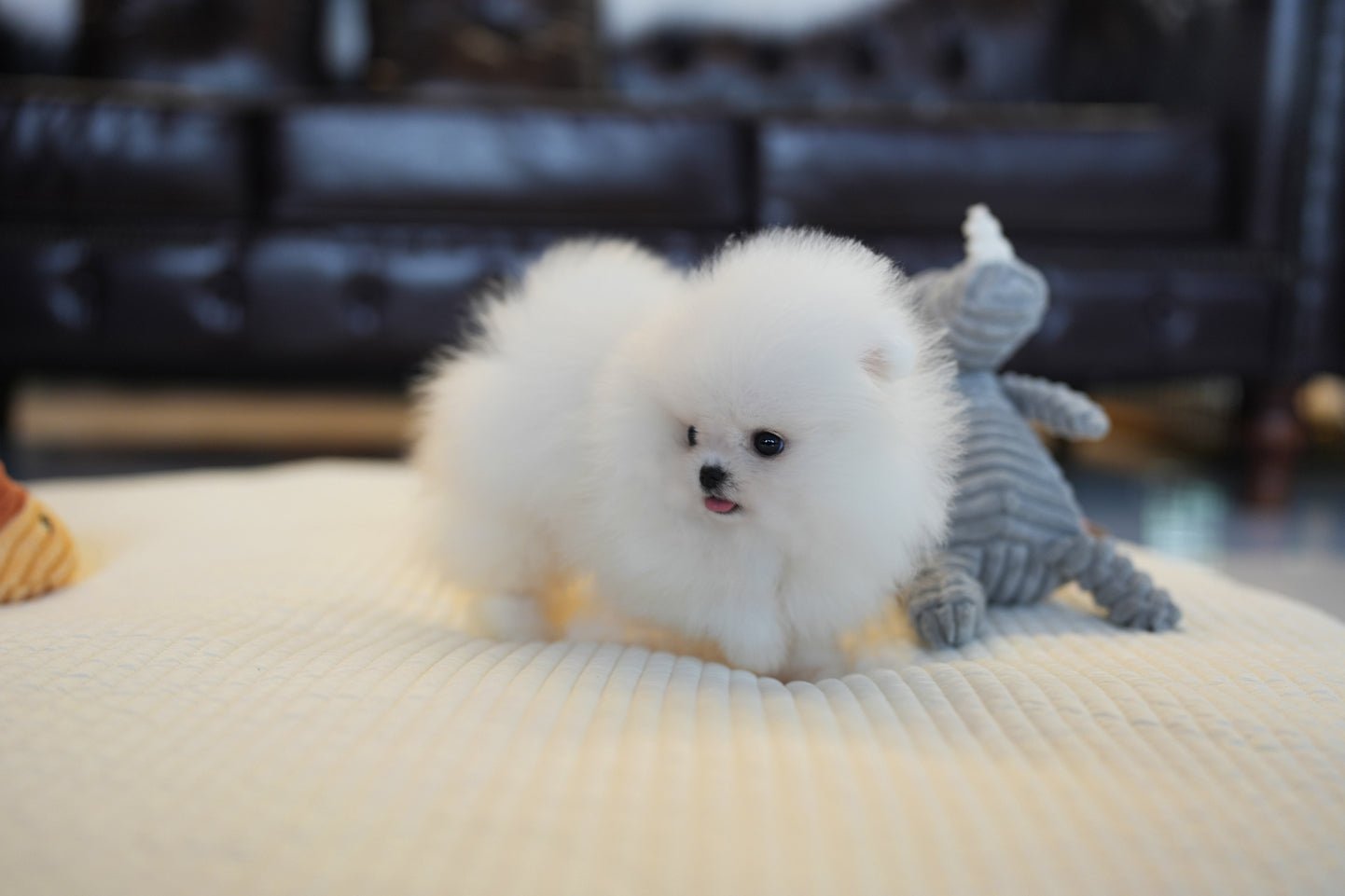 POMERANIAN_BECHU