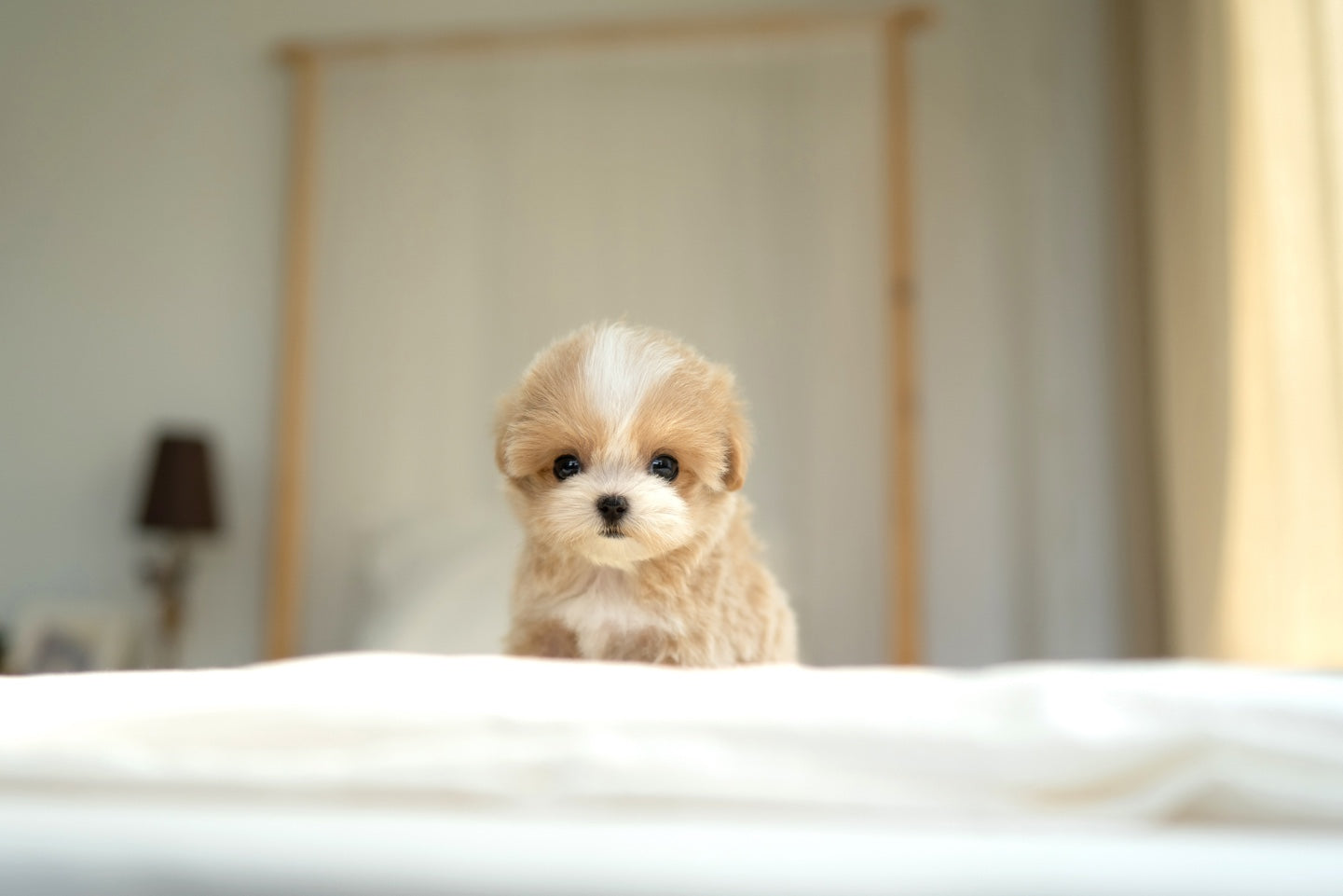 MALTIPOO_JENY