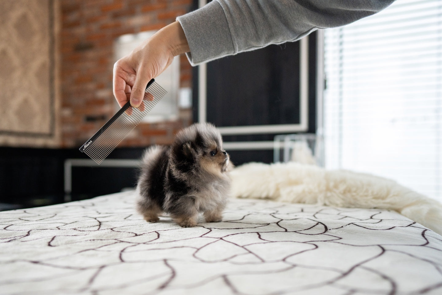 POMERANIAN_MOON