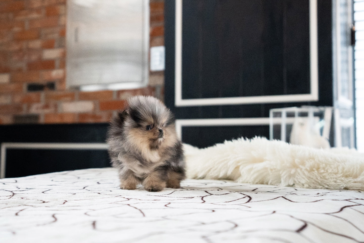 POMERANIAN_MOON