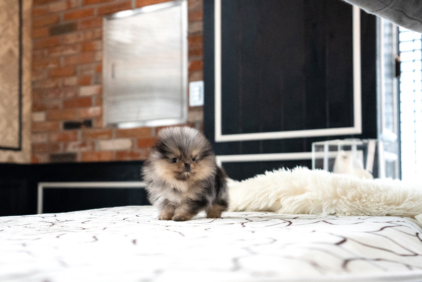 POMERANIAN_MOON