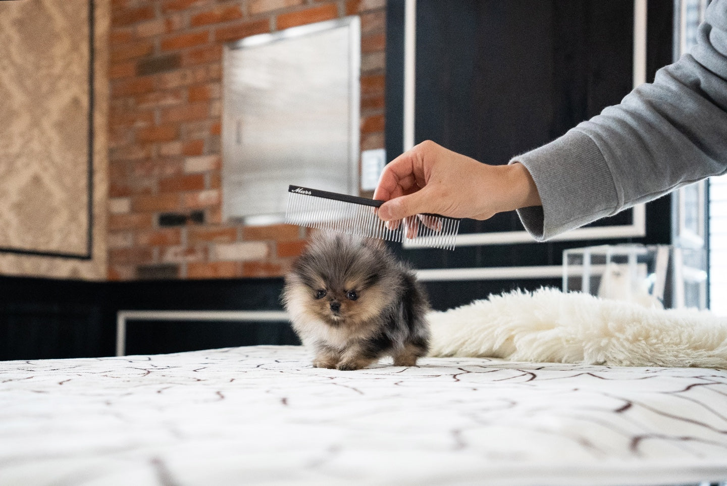 POMERANIAN_MOON