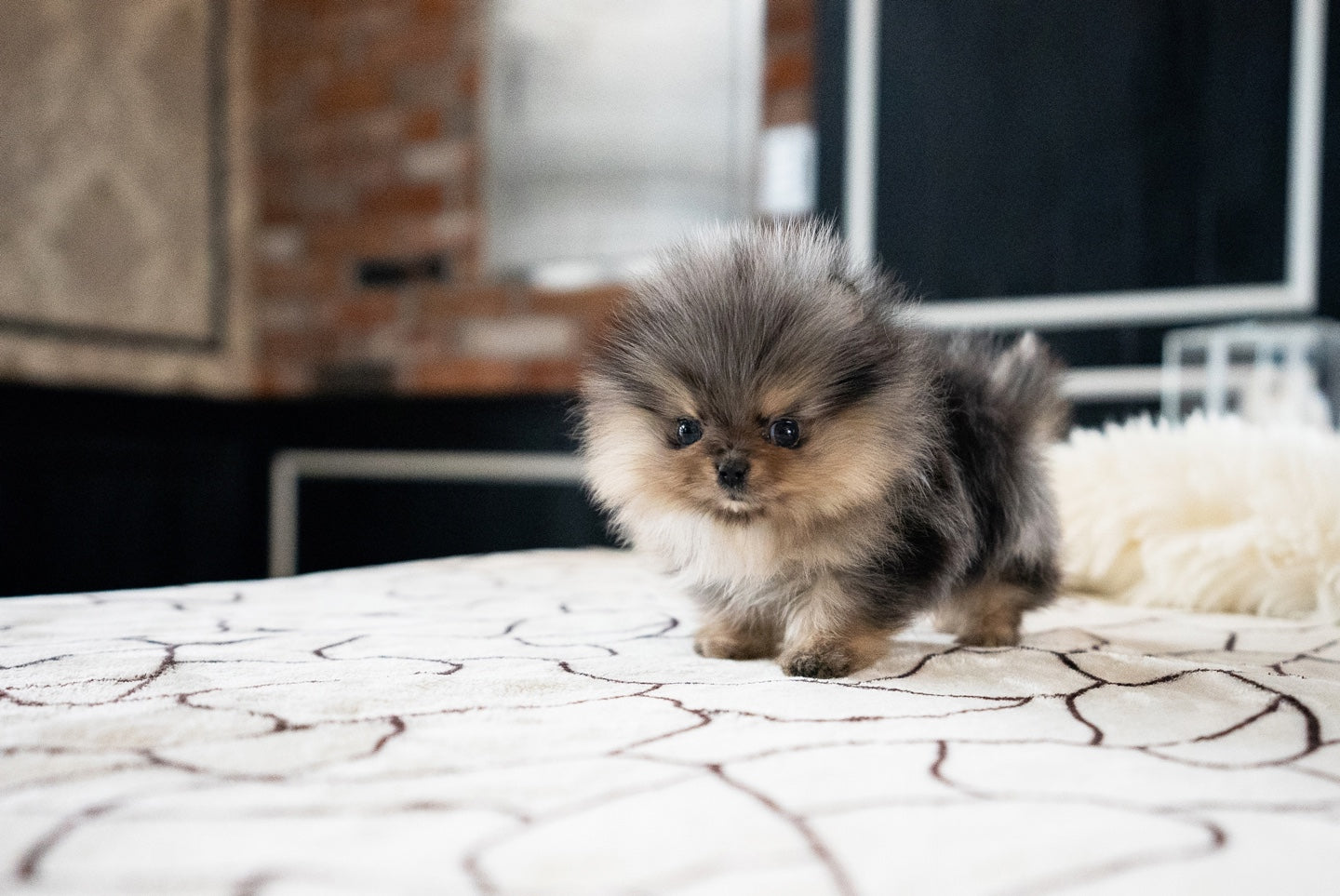 POMERANIAN_MOON