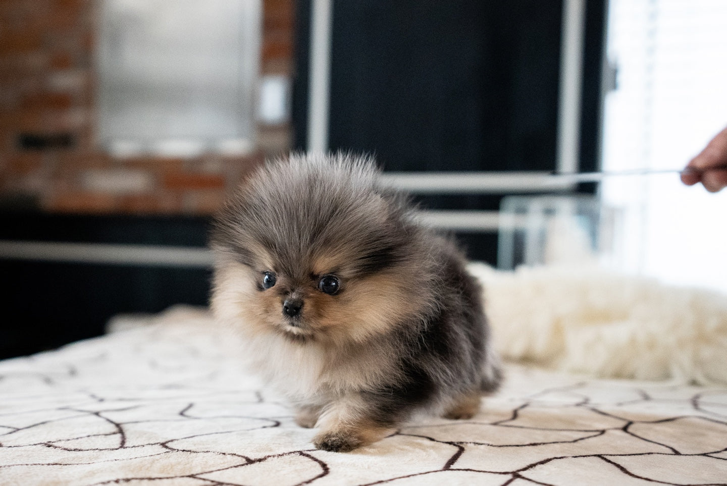 POMERANIAN_MOON