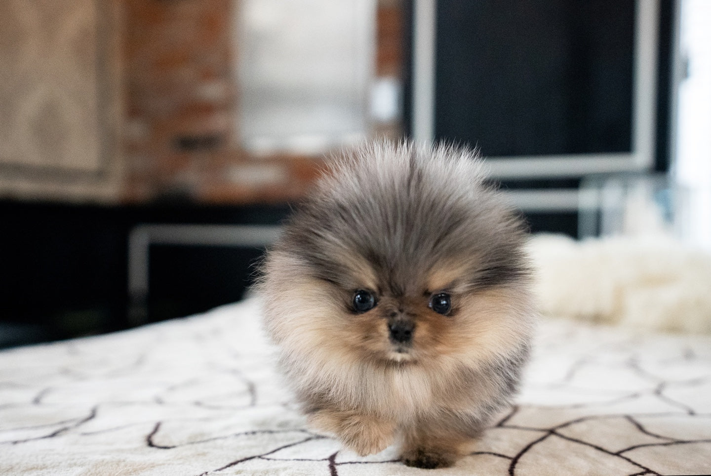 POMERANIAN_MOON