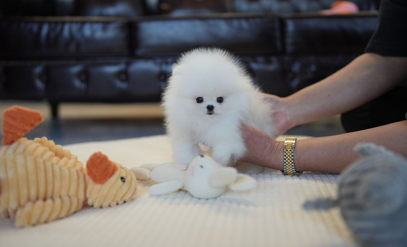 POMERANIAN_BECHU