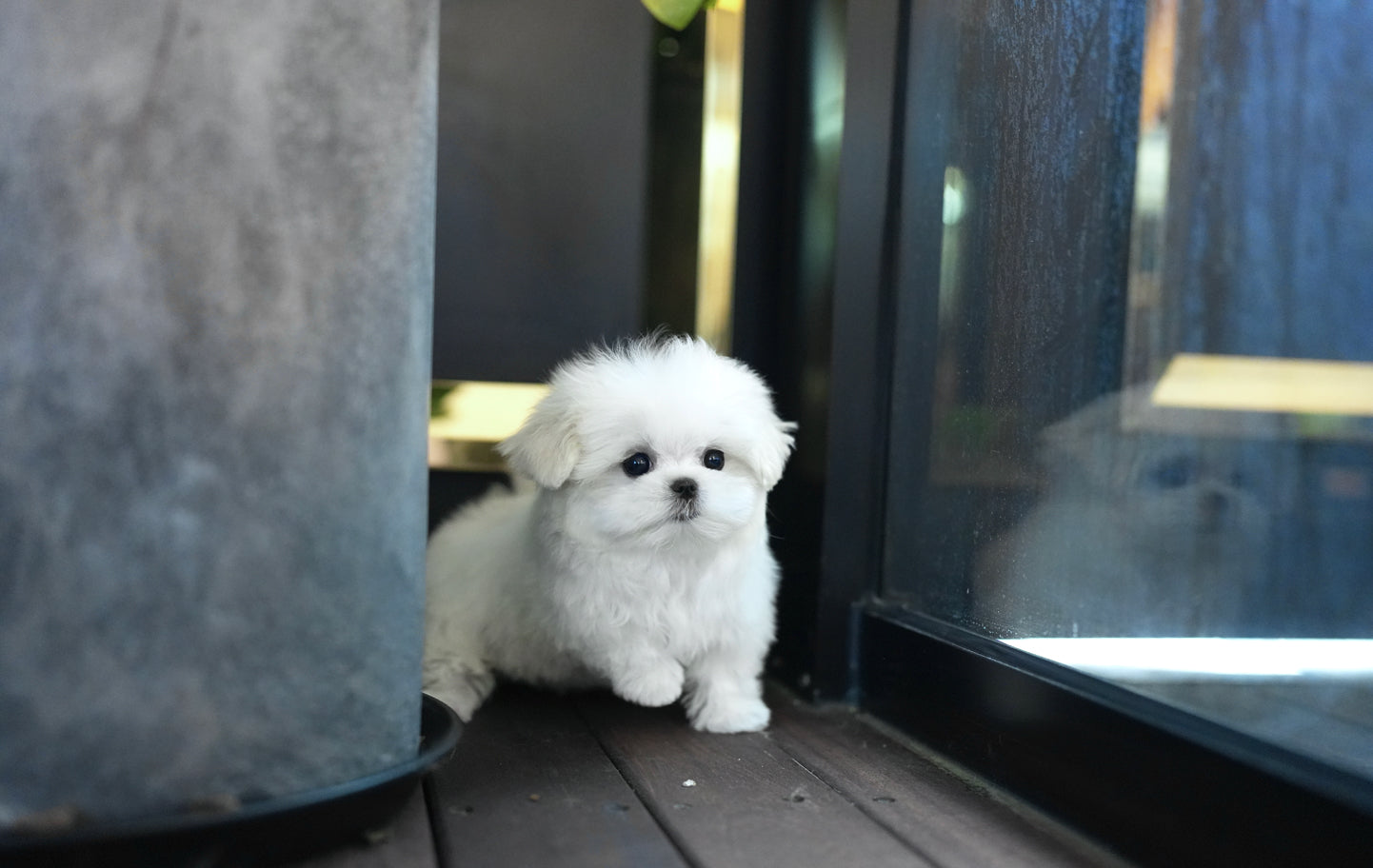 MALTESE_MONGSILL