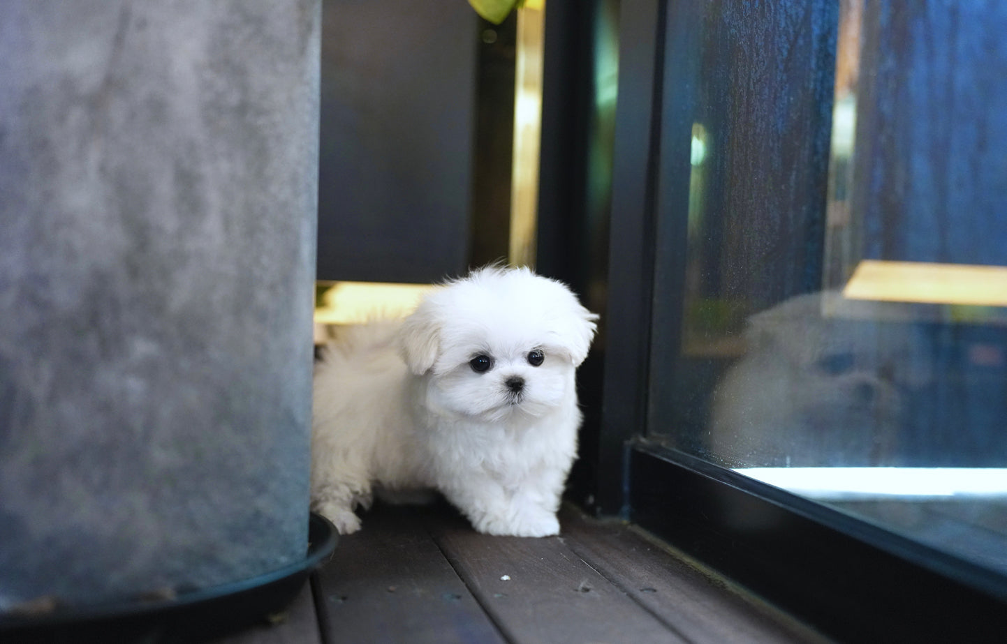 MALTESE_MONGSILL