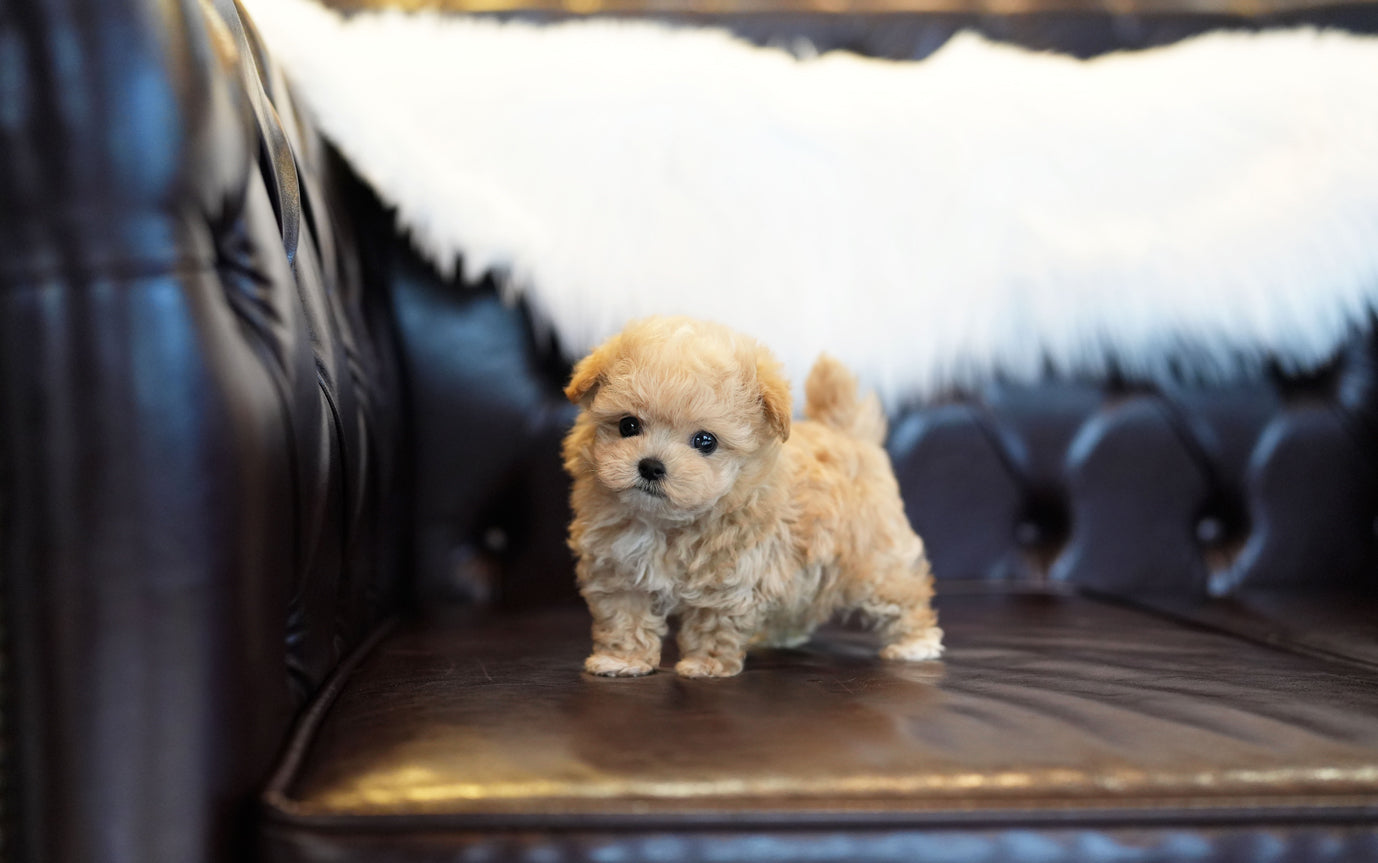 MALTIPOO_LATTE