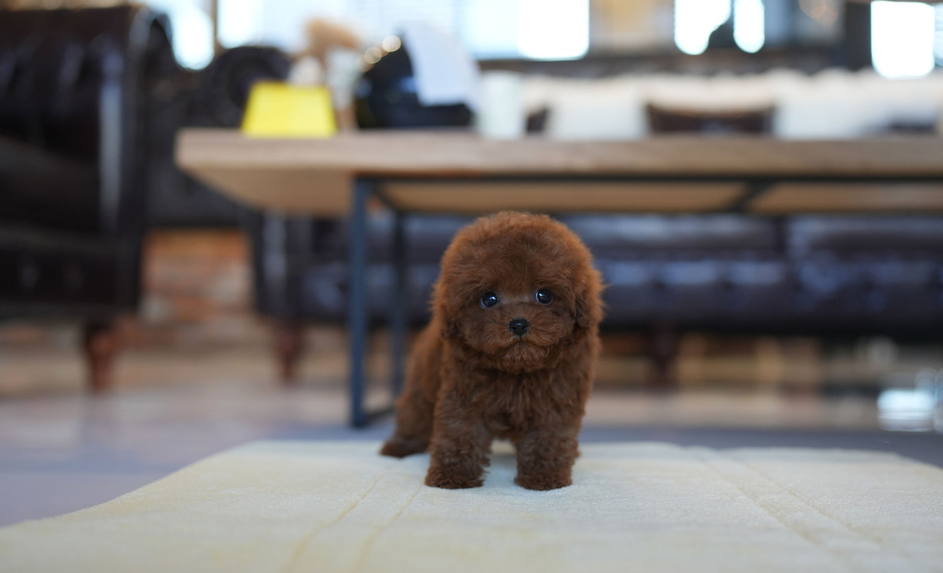POODLE_PUMPKIN