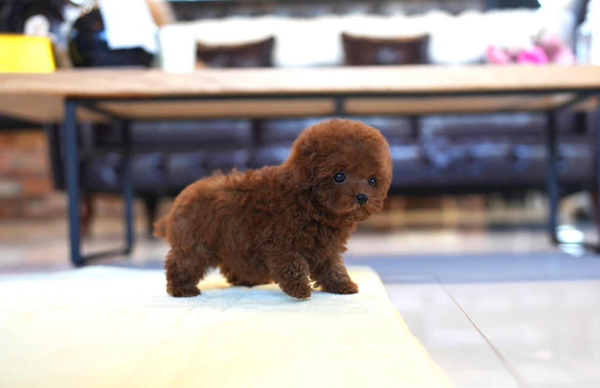 POODLE_PUMPKIN