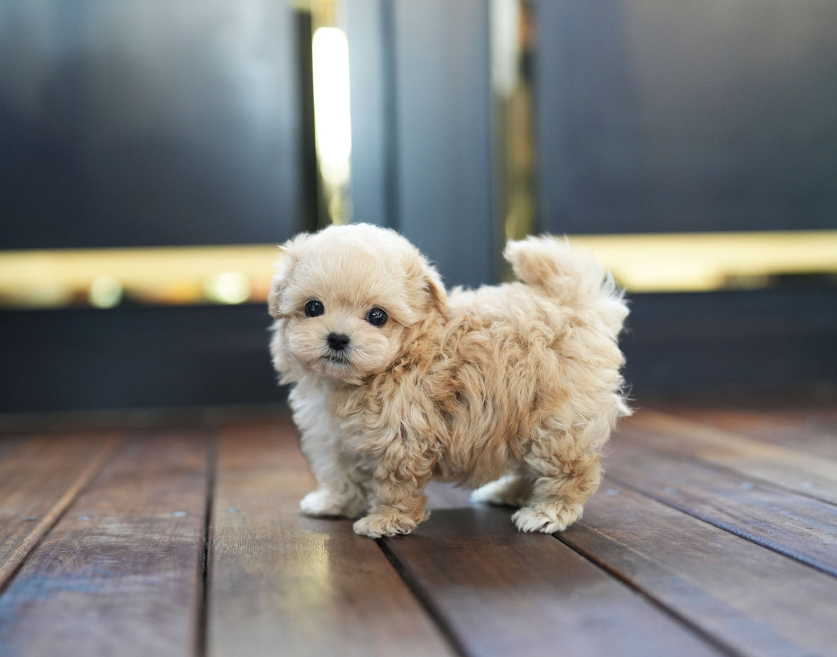 MALTIPOO_LATTE