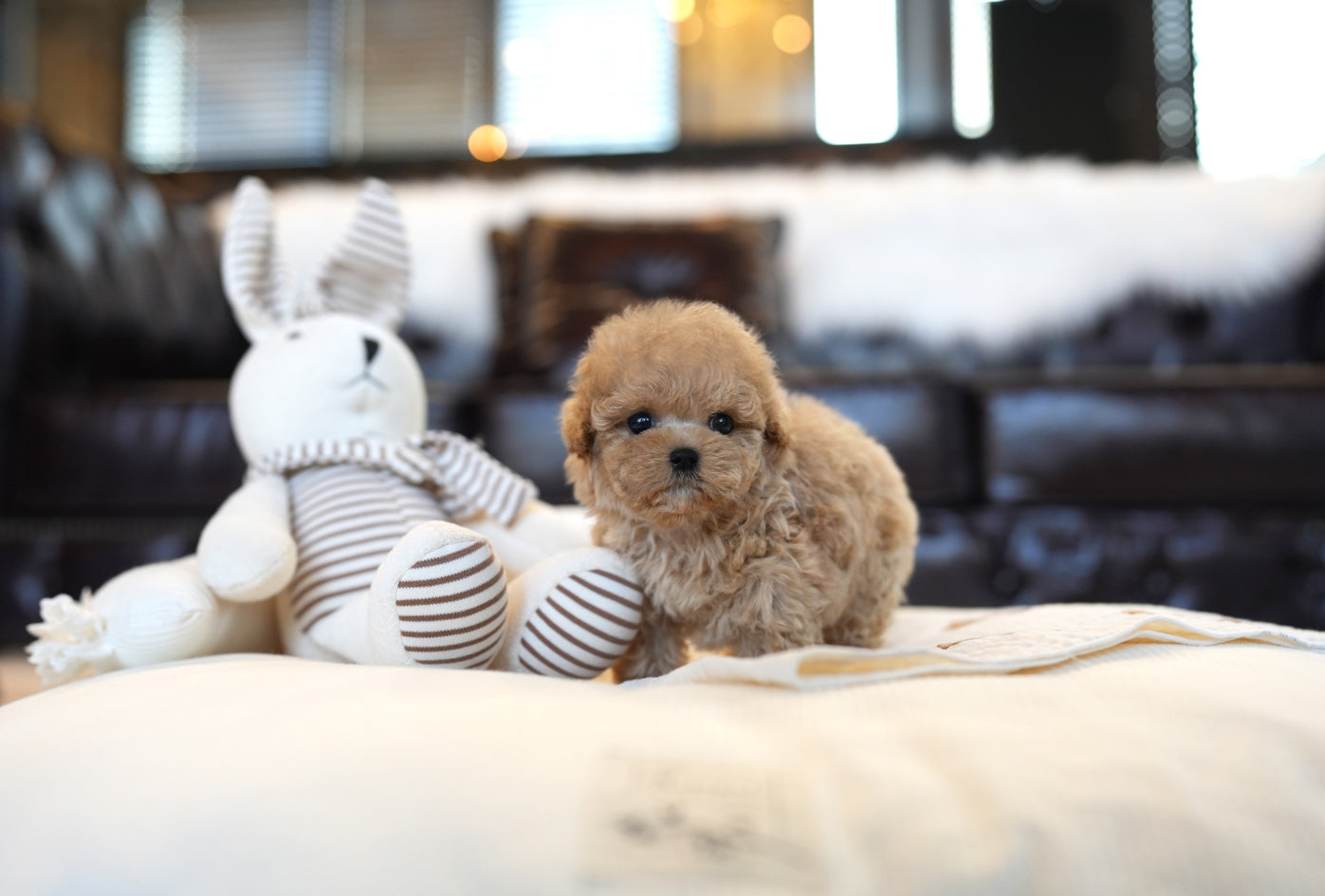 POODLE_HOYA