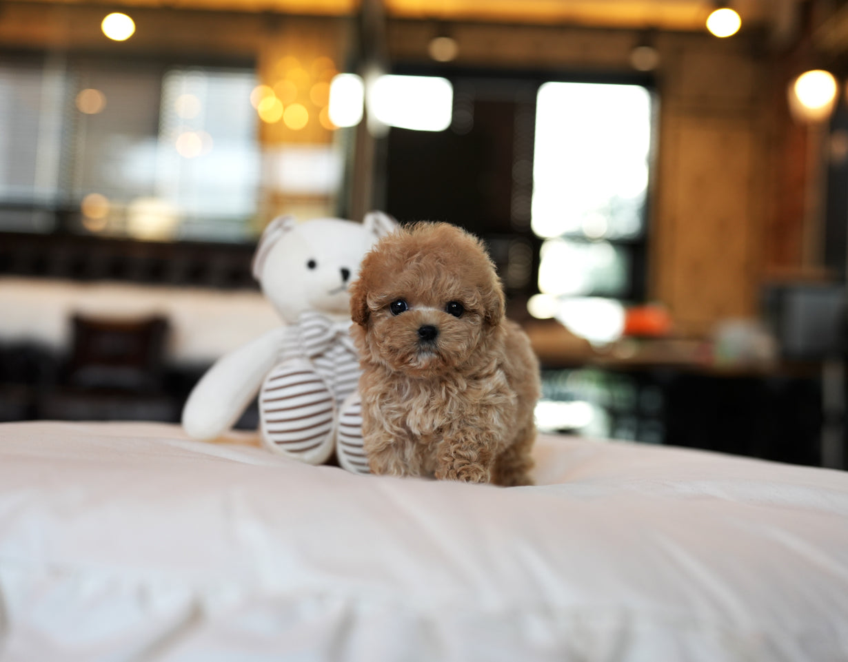 POODLE_HOYA