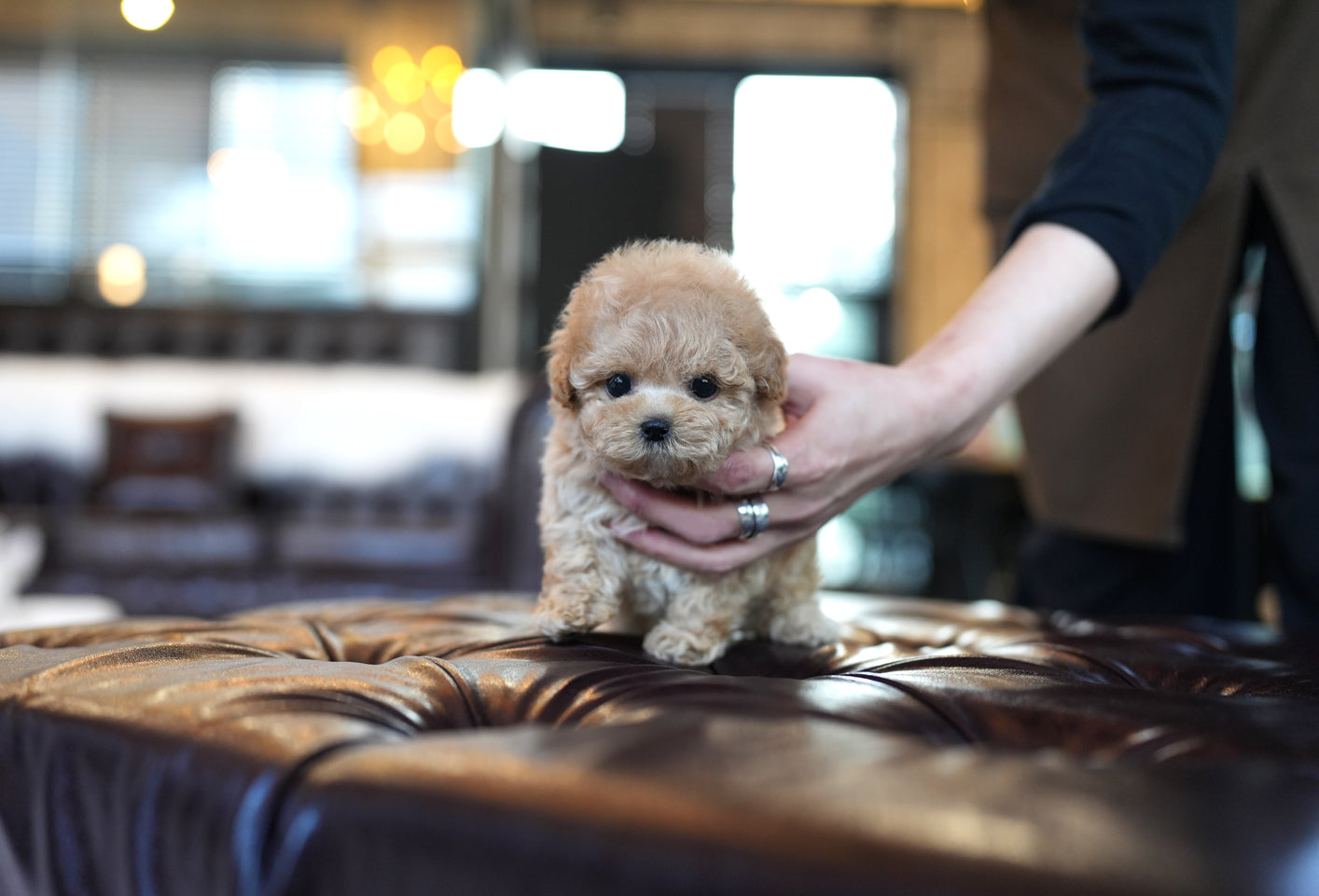POODLE_CREAM