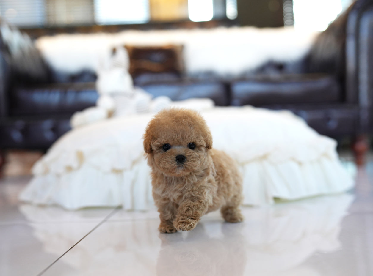 POODLE_HOYA