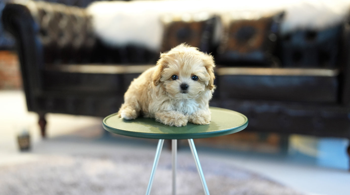 MALTIPOO_SOMSOM