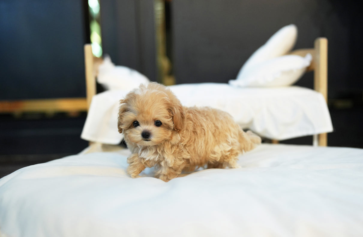 MALTIPOO_SOMSOM