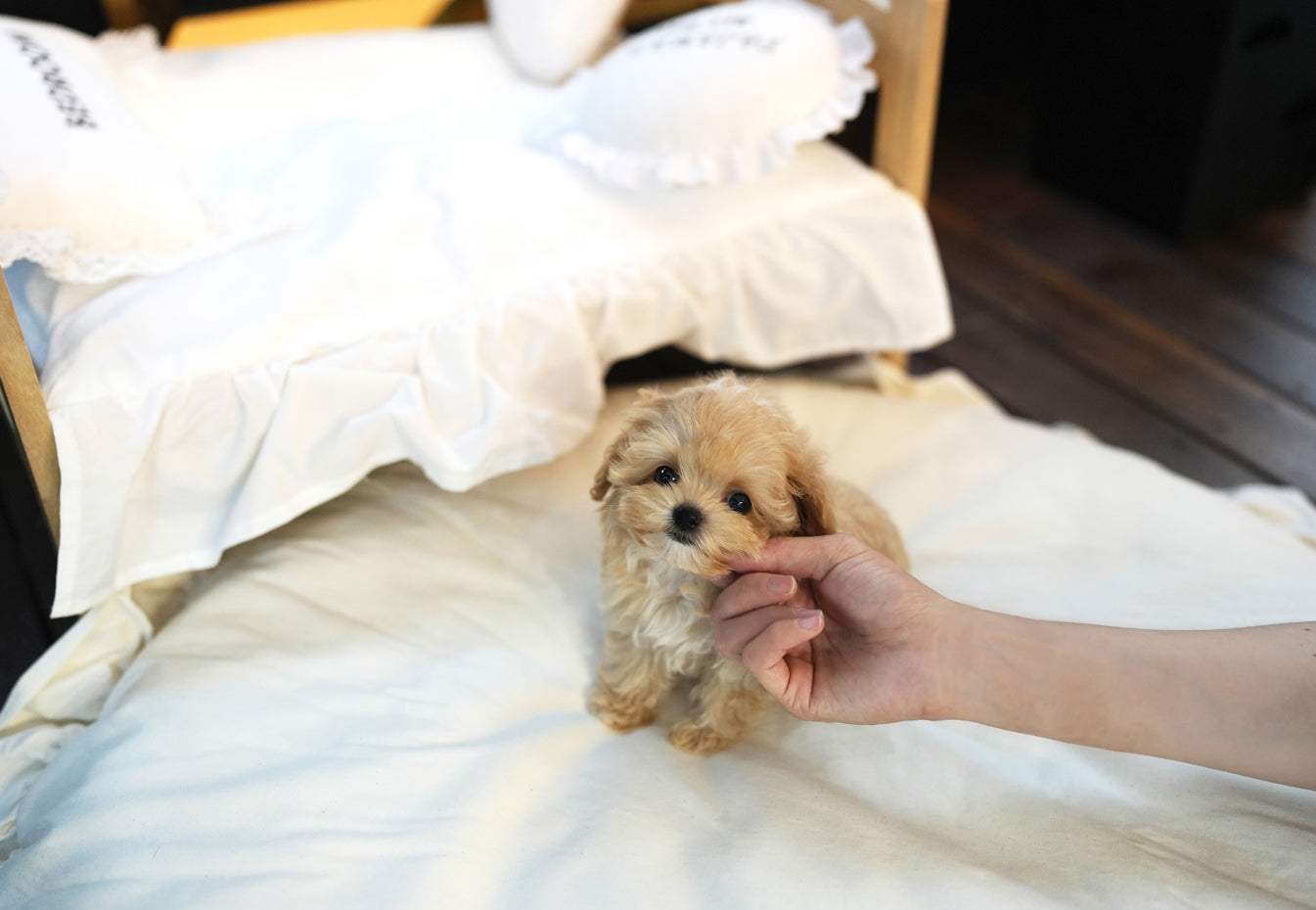MALTIPOO_SOMSOM