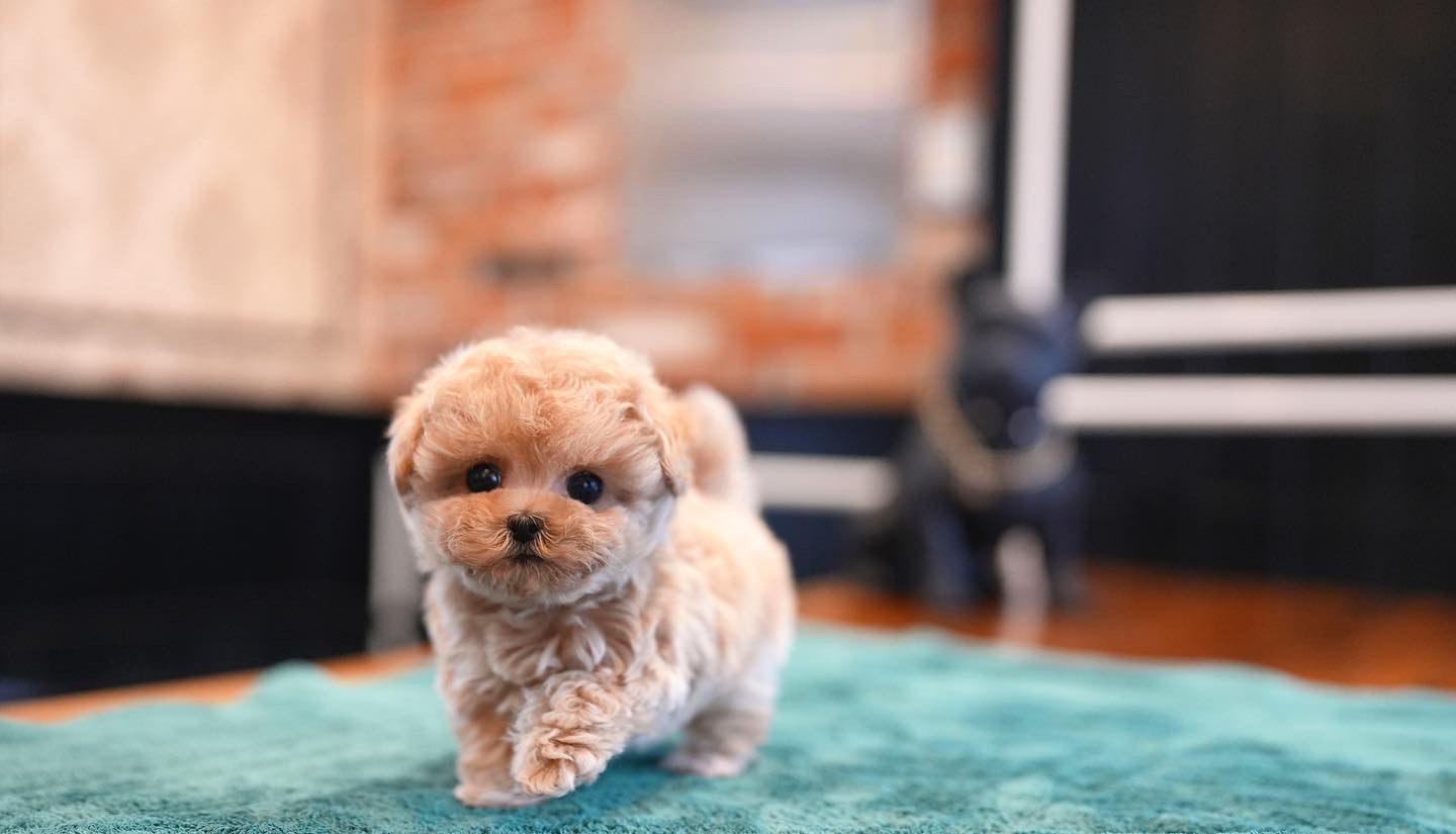 MALTIPOO_MONG