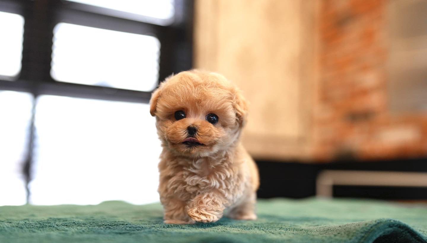 MALTIPOO_MONG
