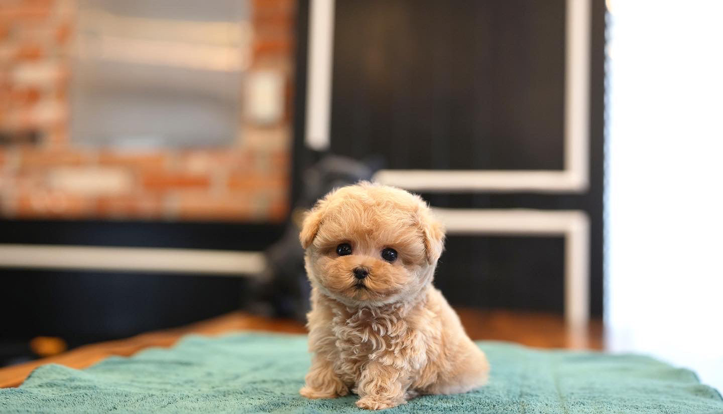 MALTIPOO_MONG