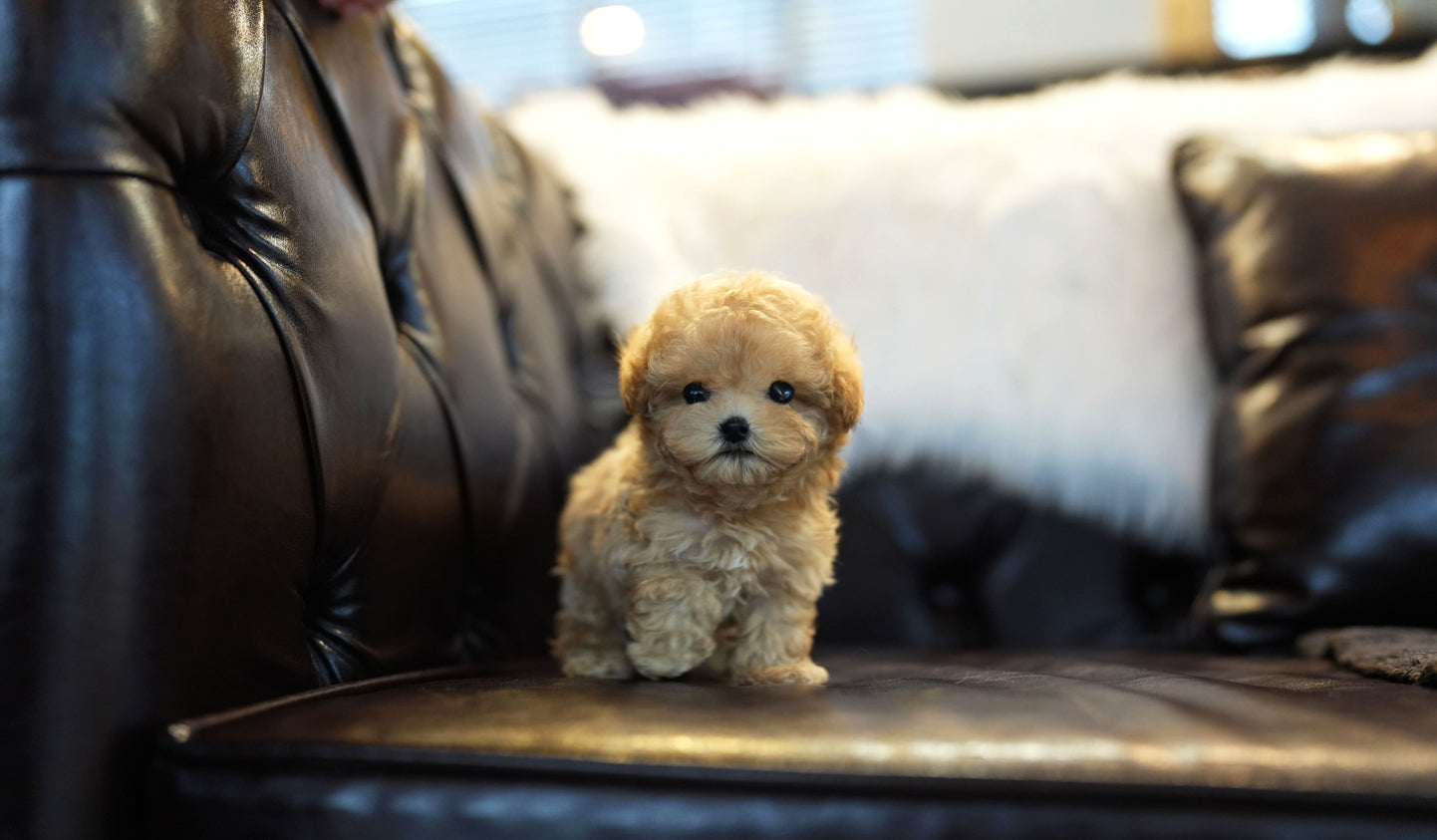 POODLE_DORU