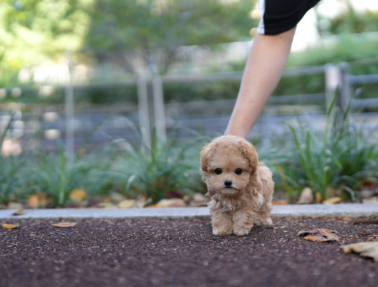 POODLE_DORU