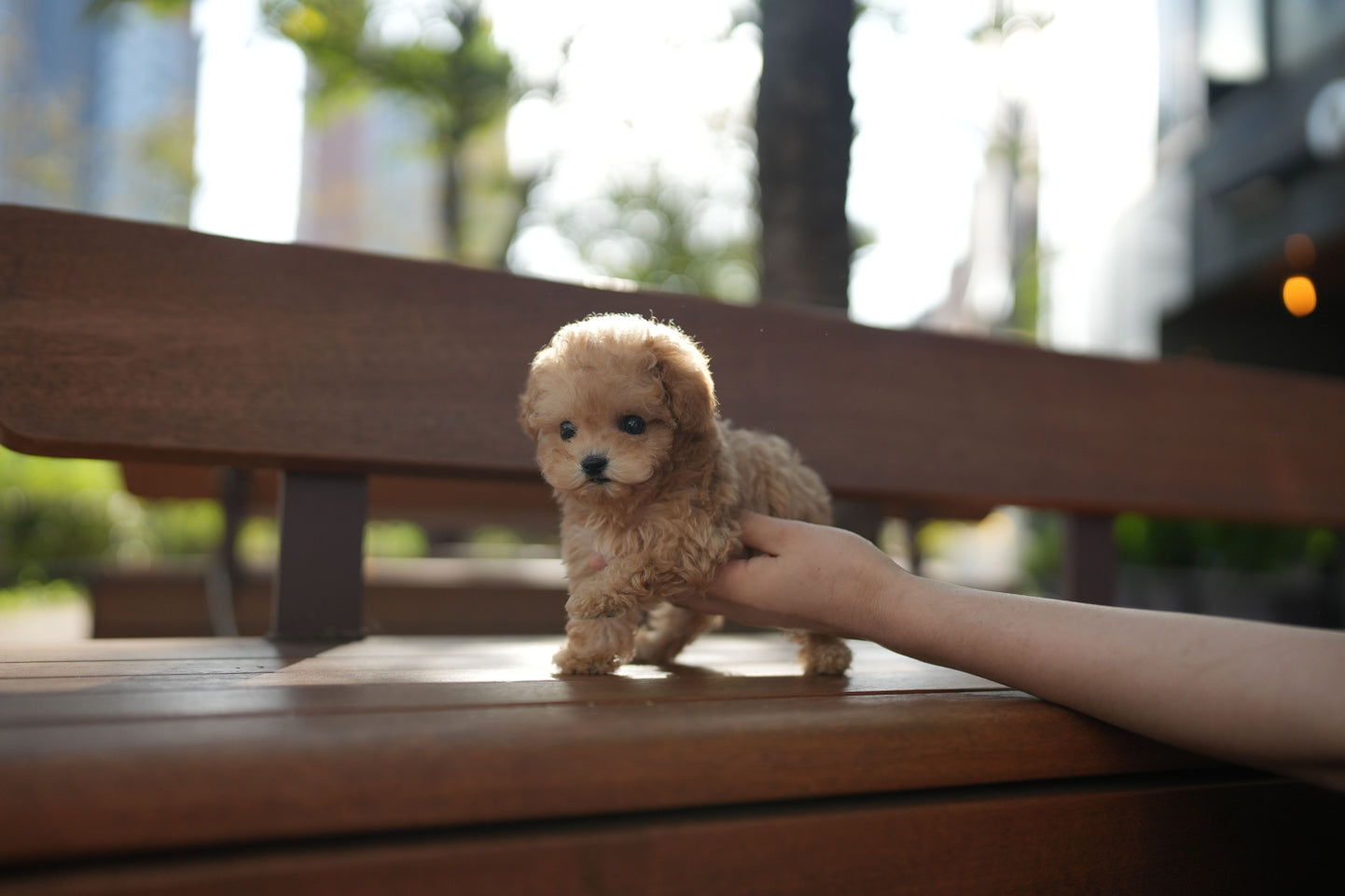 POODLE_DORU