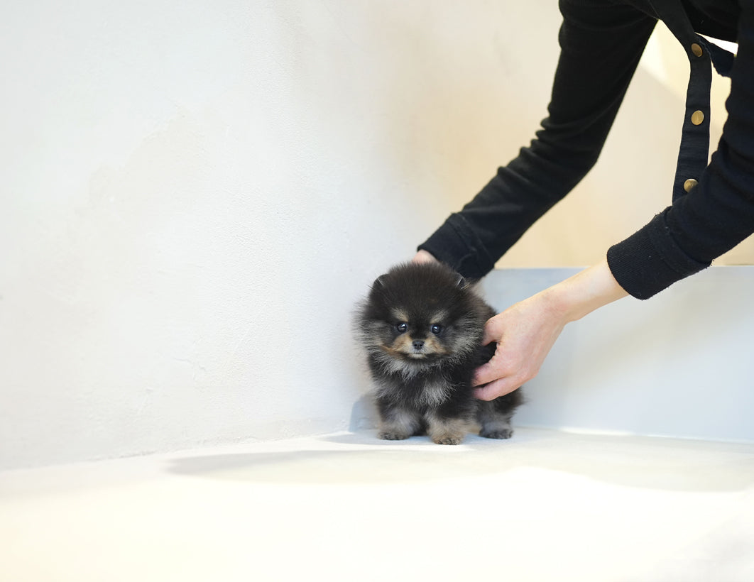 POMERANIAN_TAN