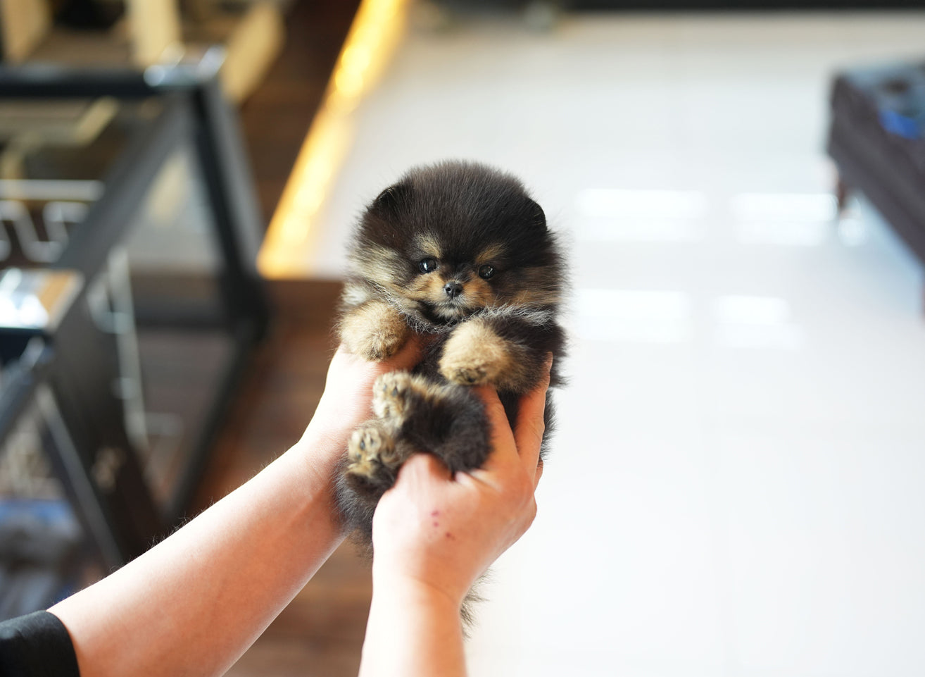 POMERANIAN_TAN