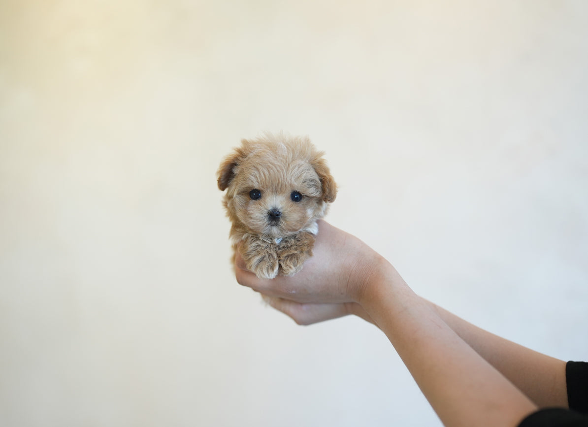 MALTIPOO_FOREST