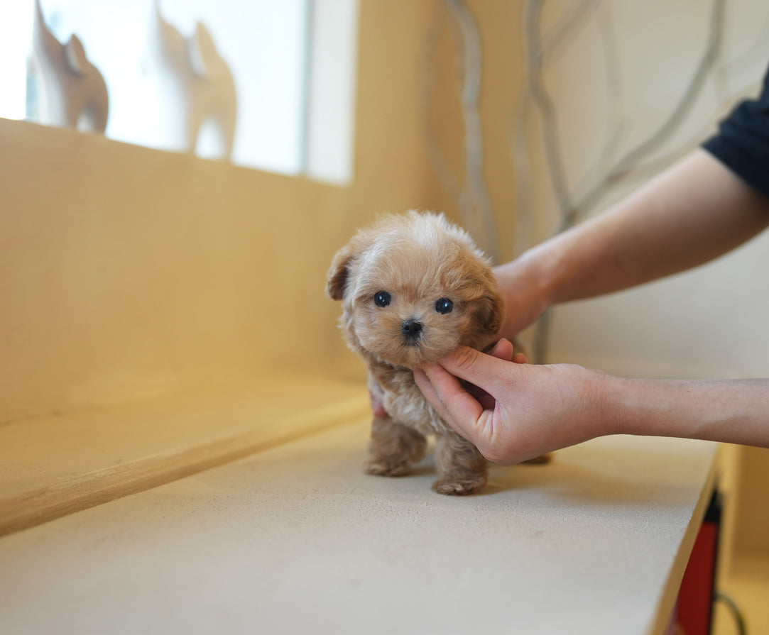 MALTIPOO_FOREST