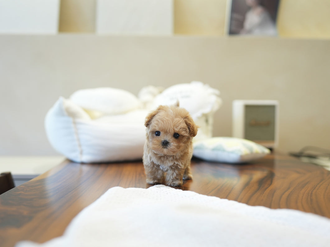 MALTIPOO_FOREST