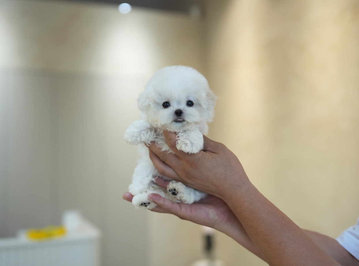 BICHON_SUNNY