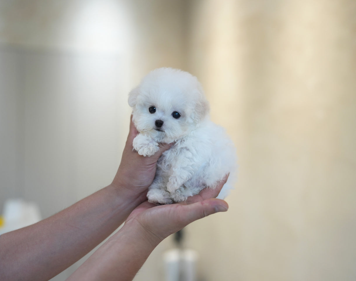BICHON_SUNNY