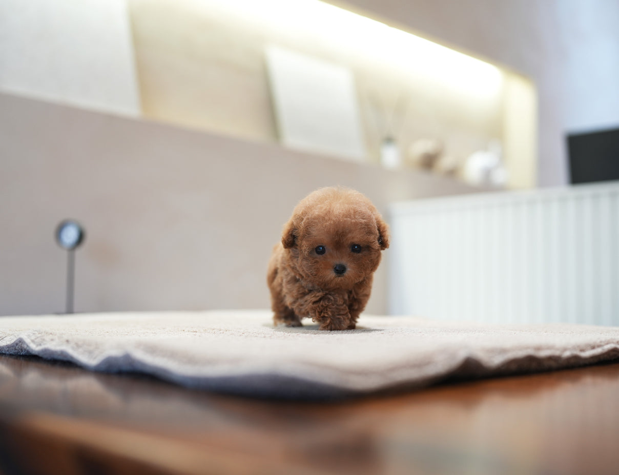 POODLE_DOROSI