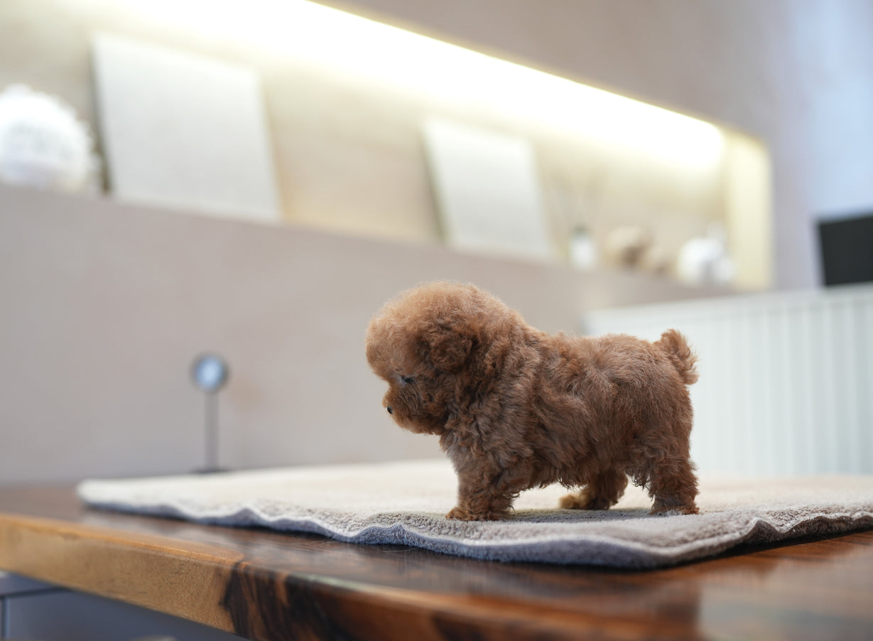 POODLE_DOROSI